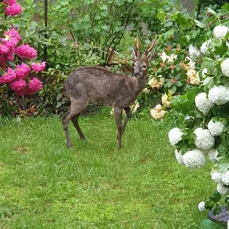 D'hotes Avec Cuisine Au De La Raviege - Les Tables Aux Vaches Gæstehus 3*